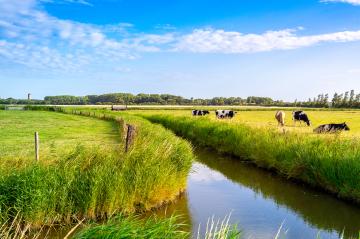 De koeien in het weiland