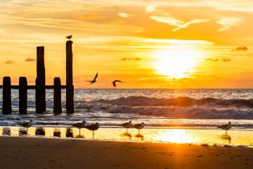 Meeuwen bij zonsondergang op het strand van Domburg