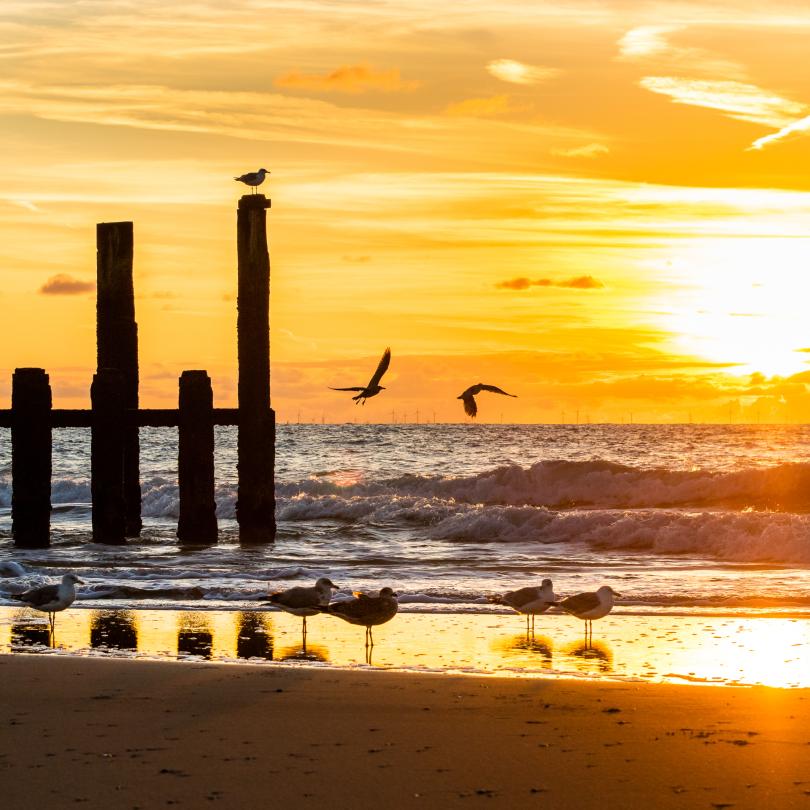 Möwen bei Sonnenuntergang am Strand von Domburg