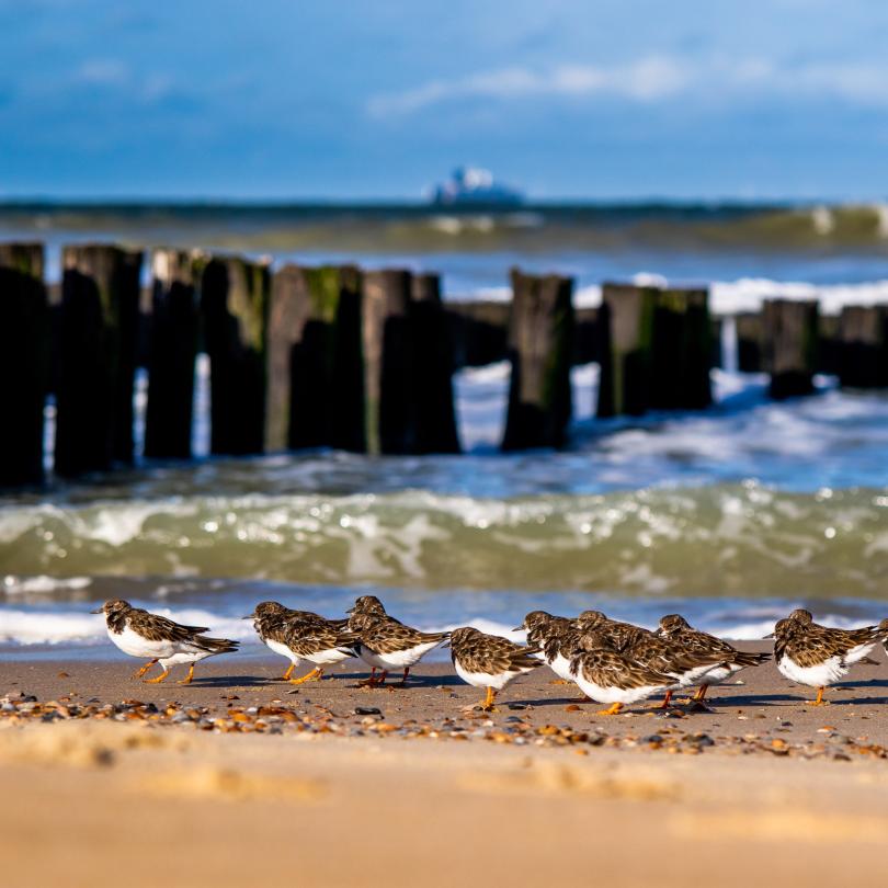 Eine Gruppe von Sanderlingen am Strand von Domburg