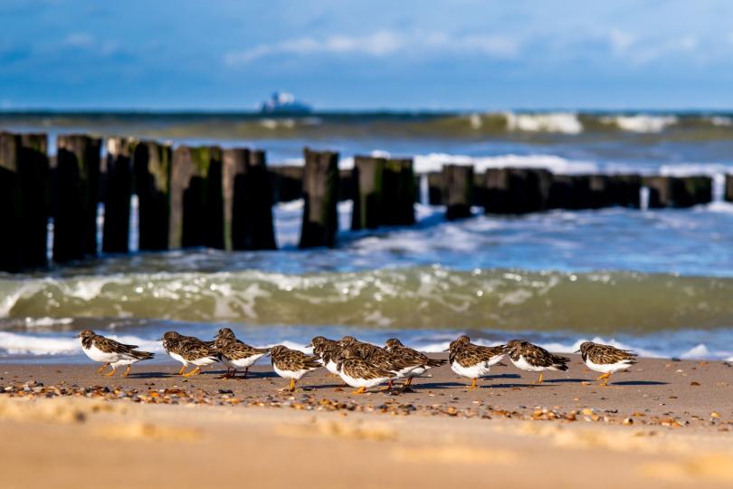 Eine Gruppe von Sanderlingen am Strand von Domburg