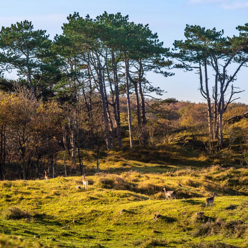 Hirschen in den Dünen in der Nähe des Naturreservats Oranjezon