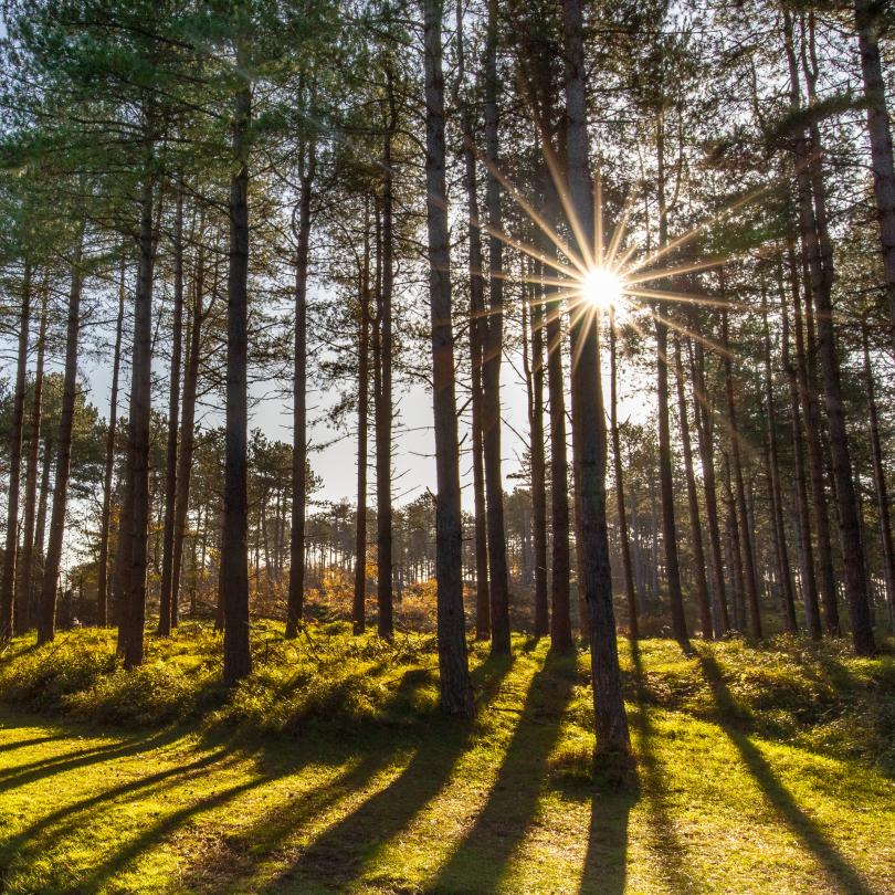 Schaduwspel natuurgebied Oranjezon