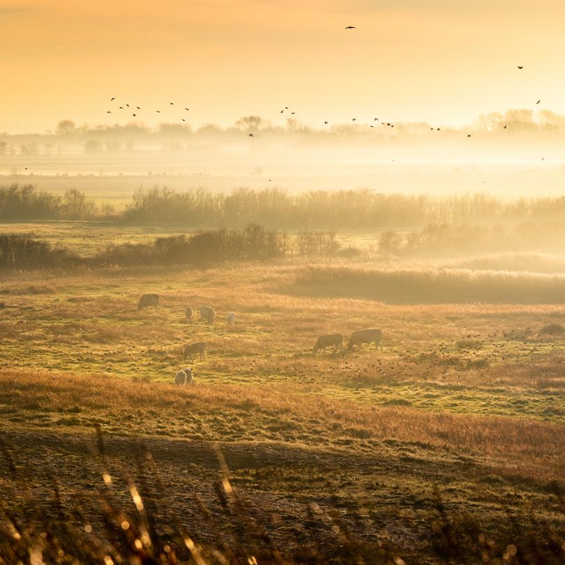 Zonsopkomst in het weiland