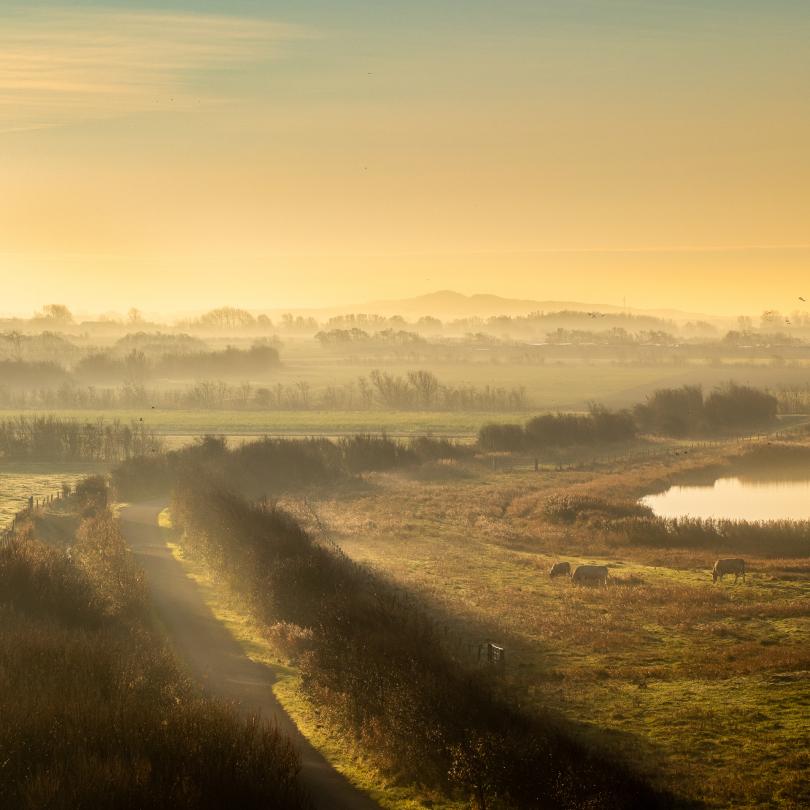 Walcheren im Morgentau